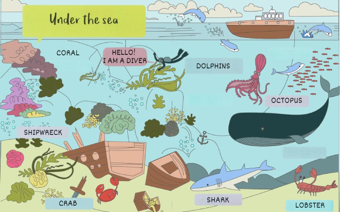 under the sea english esl listening quiz
